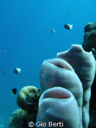During daily dive Fanus west - sponges - Canon Powershot ... by Gio Berti 